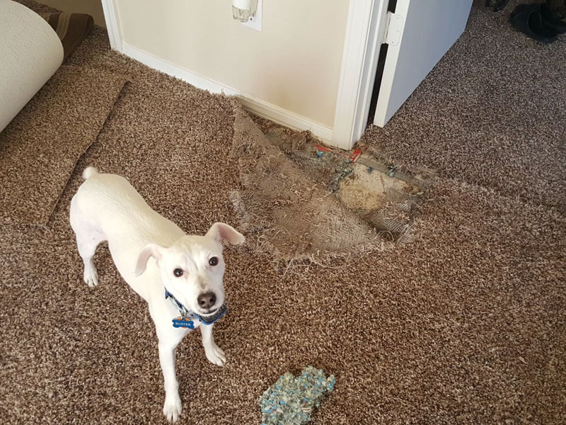 Pet Damage Carpet Repair