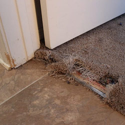 Carpet Pet Damage